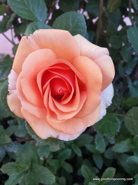 Roses grow in a pot in my garden