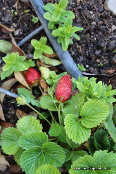 Strawberries - see the black hose? Part of the in ground adjustable irrigation system.