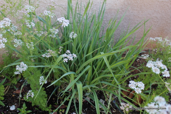Lemongrass and Cilantro growing wild. The white flowers will become coriander.