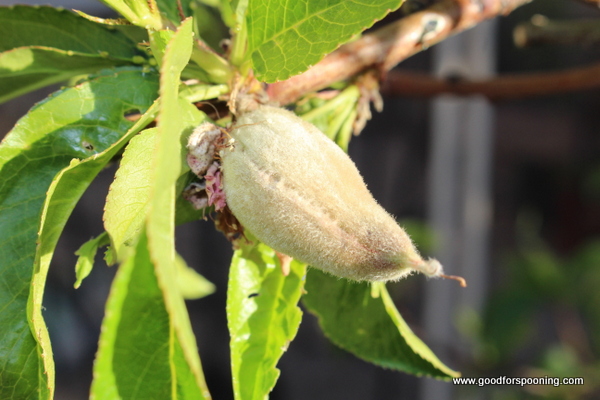 The peach tree is outside the garden. It is drought tolerant and a dwarf, like the fig, so I don't need a ladder to harvest.