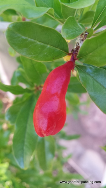 Baby Pomegranate