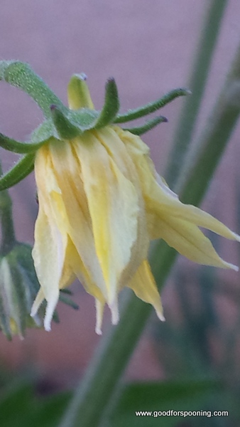 Future Tomato