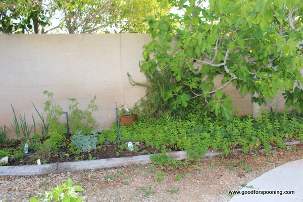 Yes, I know I need to weed, but can you see all of that MINT!